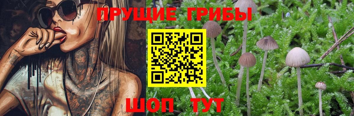Галлюциногенные грибы Psilocybe Будённовск
